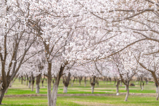 3月28日出发（四驱车）春摄新疆A：南疆帕米尔高原杏花村•卡拉库里湖•盘龙古道•大同乡杏花村•塔吉克民族风光人文10天摄影（精品团） 商品图8