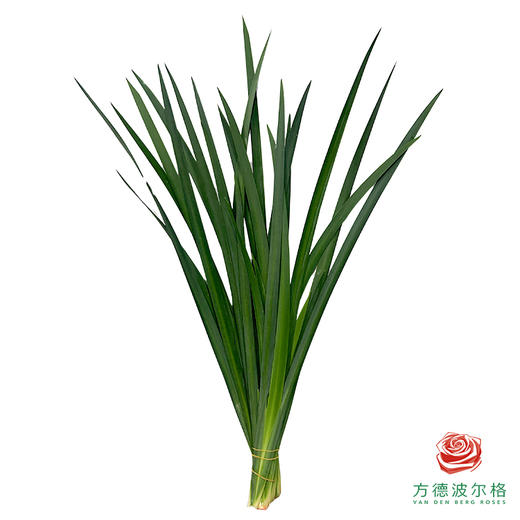 龙文叶 商品图1