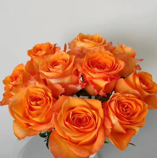 国产单头玫瑰—国王日—20支 商品图0