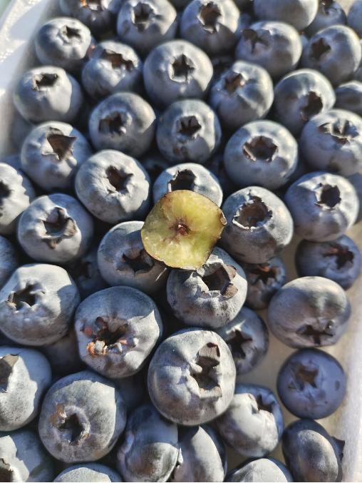 绿胶带甜蓝莓一箱 商品图0