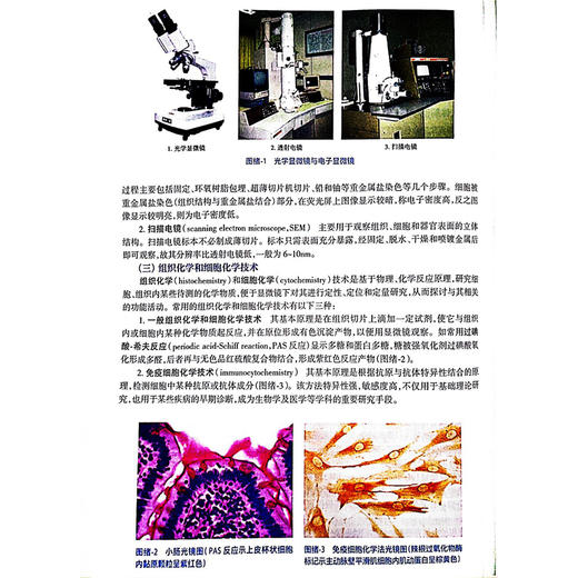 人体解剖学与组织胚胎学 第9九版 全国高等职业教育专科教材十四五规划教材 吴建清 徐冶 郭新庆 供临床医学专业用 人民卫生出版社 商品图4