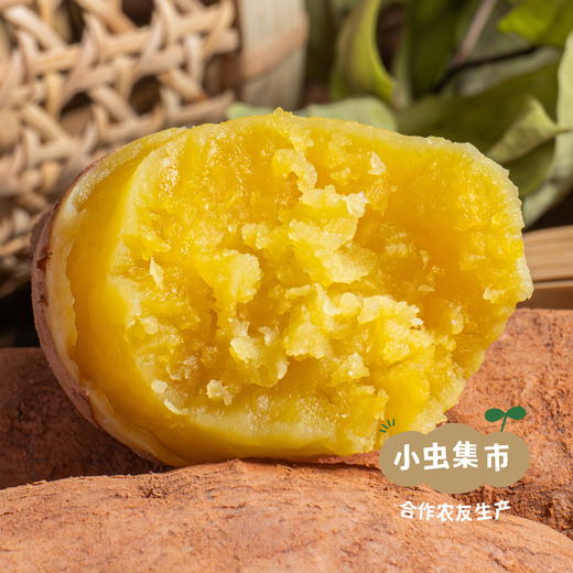 生态鸡蛋黄红薯 5斤 | 合作农友生产，产自成都，生产者：马志勇夫妇 *【公平贸易农人定价】 商品图4