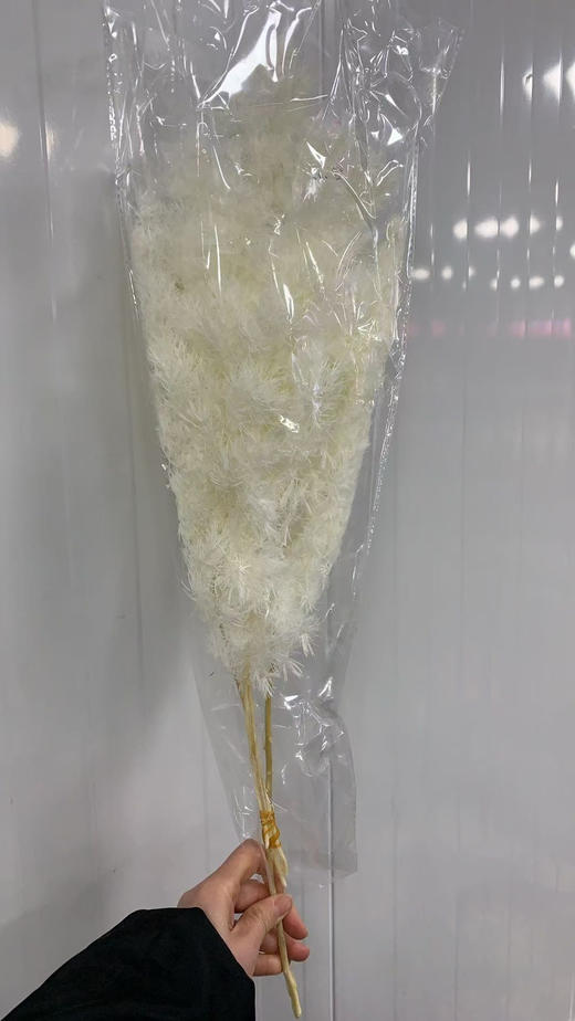 永生松 商品图5