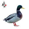 【每日鲜】山坑鸭 约5斤 仅发广东省内（京东） 商品缩略图0