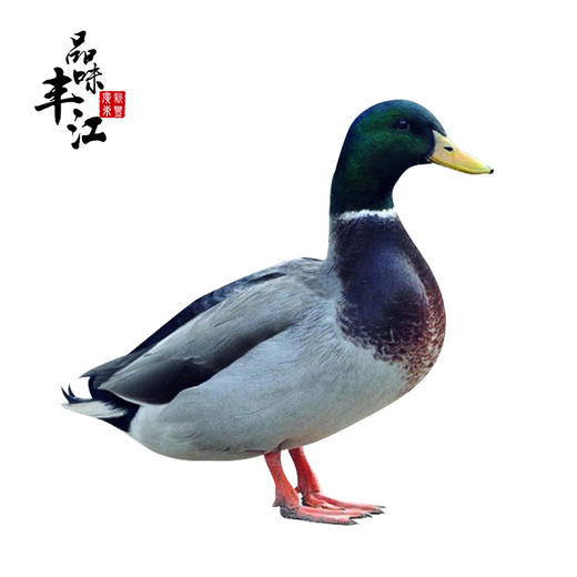 【每日鲜】山坑鸭 约5斤 仅发广东省内（京东） 商品图0