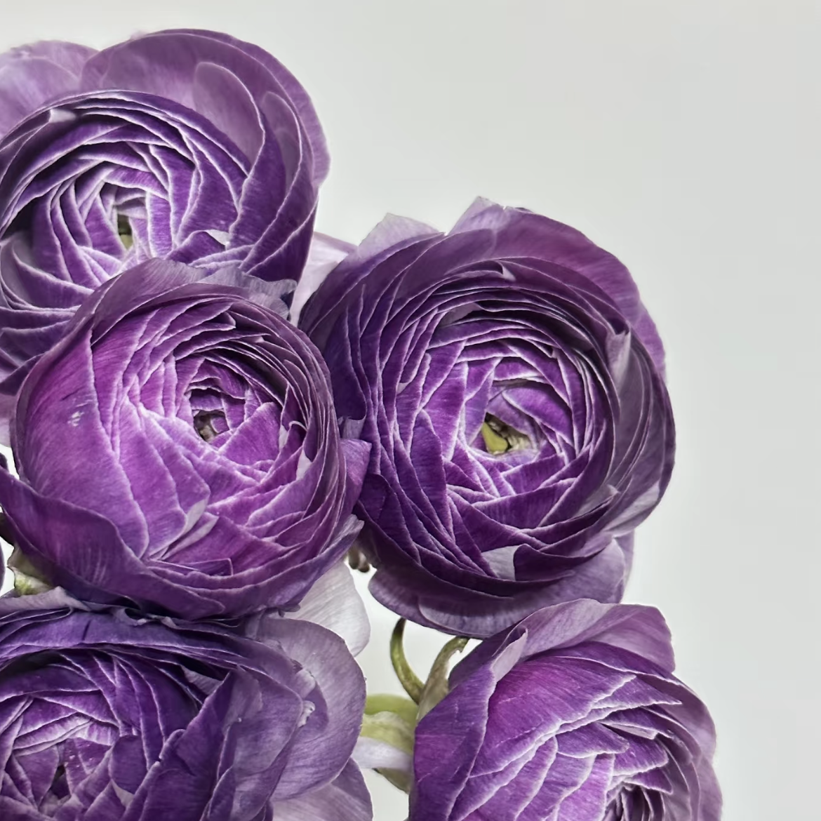 成功丨洋葱紫洋牡丹丨5支【稀有】