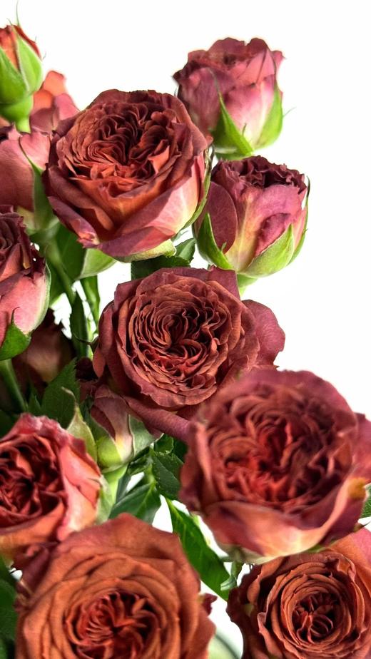 国产多头玫瑰巧克力泡泡10支 商品图2