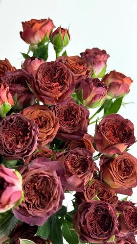 国产多头玫瑰巧克力泡泡10支