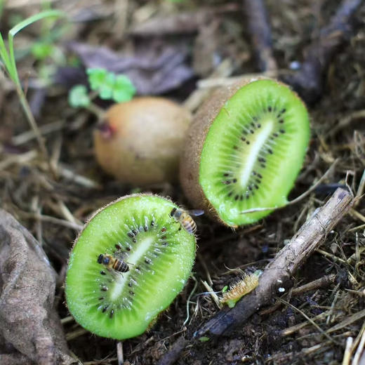 即食徐香猕猴桃，削皮直接吃，净重约3斤10-15枚，发顺丰陆运 商品图0