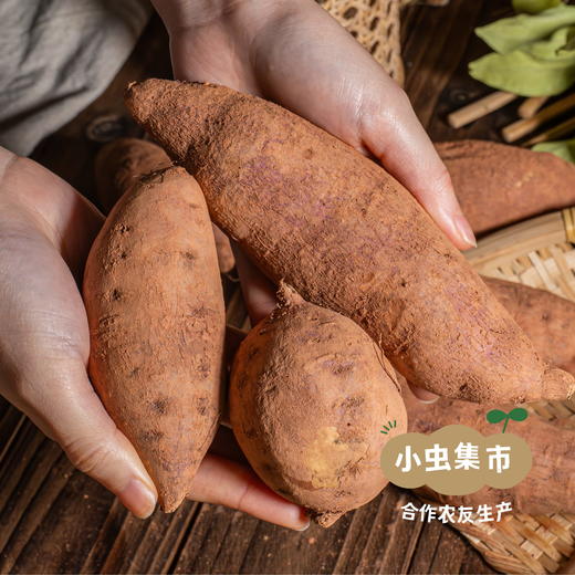 生态鸡蛋黄红薯 5斤 | 合作农友生产，产自成都，生产者：马志勇夫妇 *【公平贸易农人定价】 商品图5