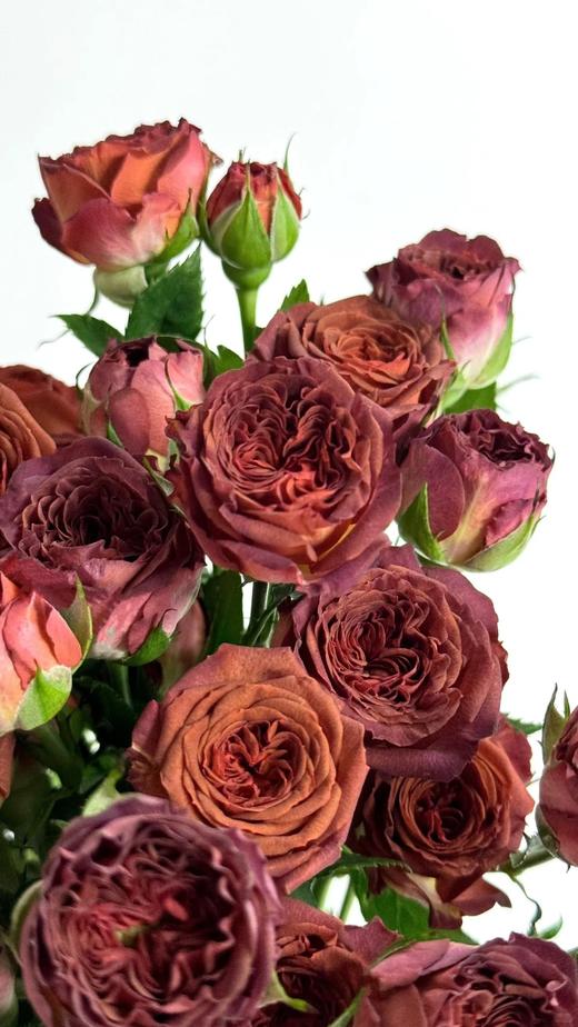 国产多头玫瑰巧克力泡泡10支 商品图3