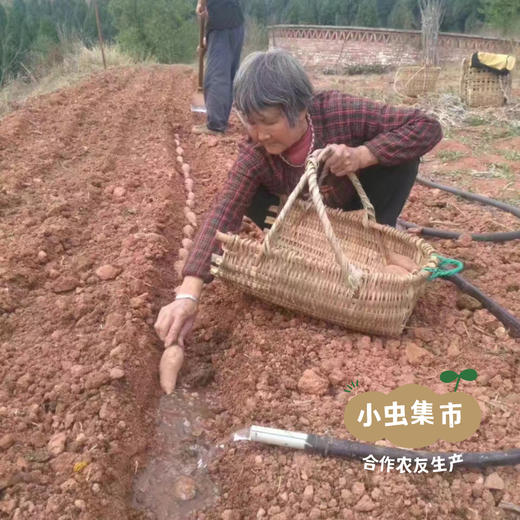 生态鸡蛋黄红薯 5斤 | 合作农友生产，产自成都，生产者：马志勇夫妇 *【公平贸易农人定价】 商品图13