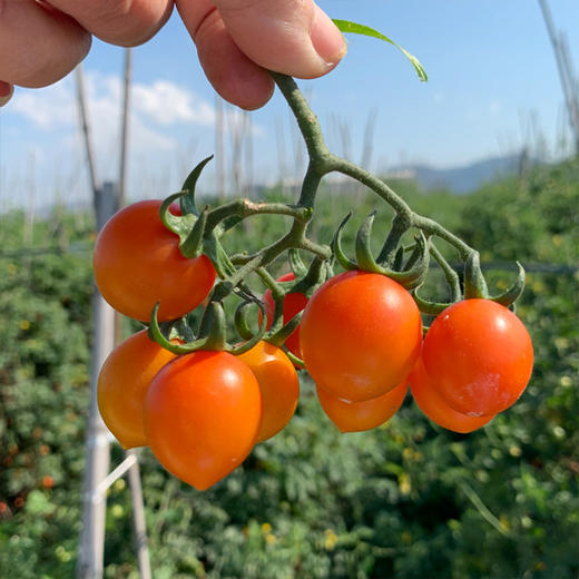 【顺丰京东】福建多彩小番茄 黄/三拼/多彩小番茄 3斤装 商品图5