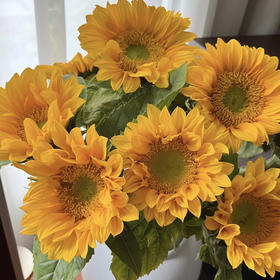 绿心向日葵（5枝大花）