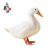 【每日鲜】老身大白鸭 约7斤 仅发广东省内（京东） 商品缩略图0