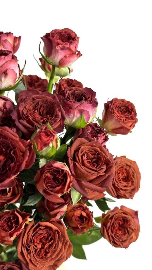 国产多头玫瑰巧克力泡泡10支 商品图1