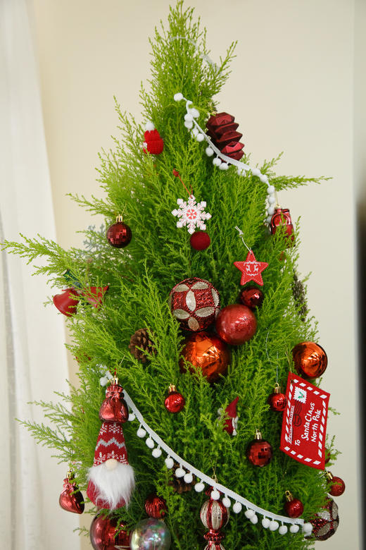 氛围感香松1.5M 商品图5