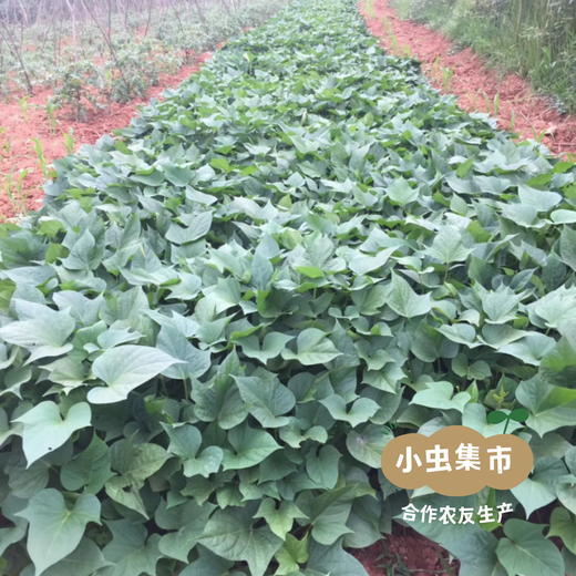 生态鸡蛋黄红薯 5斤 | 合作农友生产，产自成都，生产者：马志勇夫妇 *【公平贸易农人定价】 商品图6