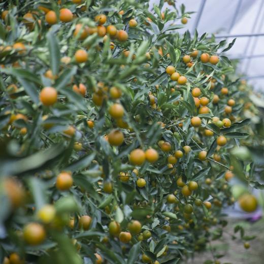 融安金桔（滑皮金桔） 商品图6