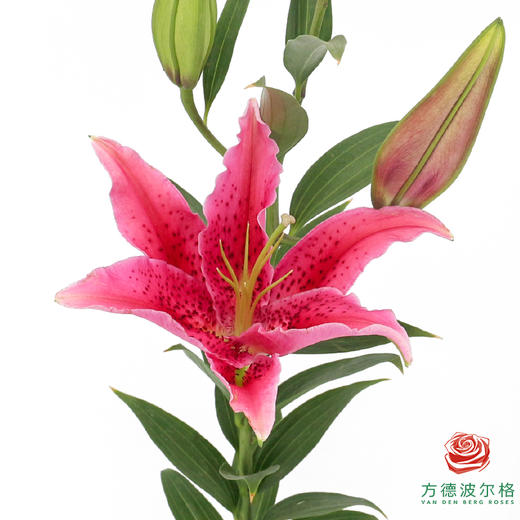 百合-草莓沐恩 5枝/扎 商品图2