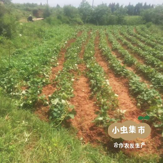 生态鸡蛋黄红薯 5斤 | 合作农友生产，产自成都，生产者：马志勇夫妇 *【公平贸易农人定价】 商品图12