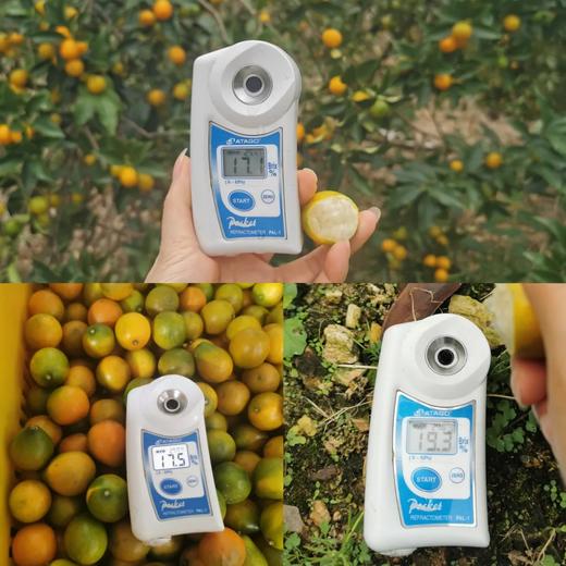 融安金桔（滑皮金桔） 商品图4