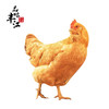 【每日鲜】新丰生态放养走地鸡 约3.5斤 仅发广东省内（京东） 商品缩略图0
