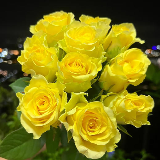 国产单头玫瑰—浪漫沙滩—20支 商品图0