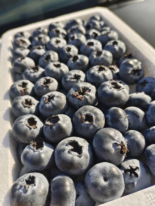 绿胶带甜蓝莓一箱 商品图3