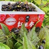 【红果参】果实饱满 新鲜圆润 酸甜美味 果肉细腻 美味爽口 果实色泽紫黑色 4种规格任选 商品缩略图5