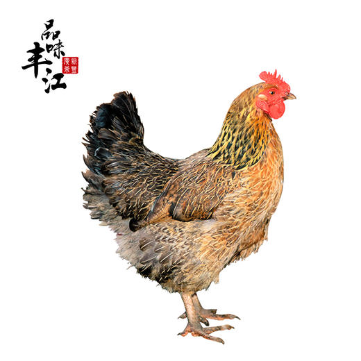 【每日鲜】小麻鸡整只 约3.5斤  仅发广东省内（京东） 商品图0