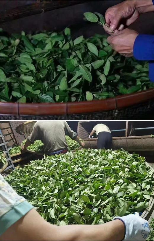 祥华高山铁观音 50克 真空素颜简装 商品图6