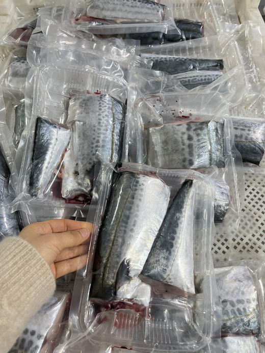 蓝颜马鲛鱼 商品图2