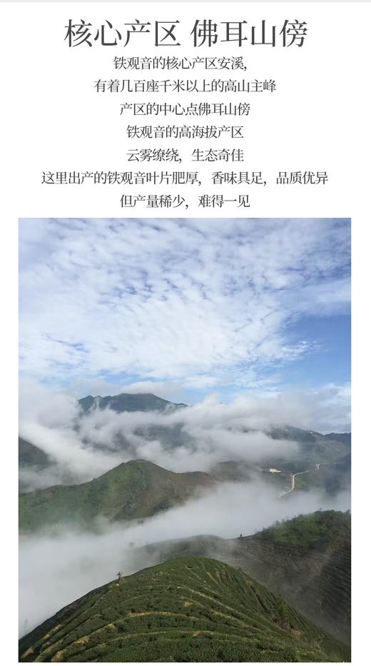 祥华高山铁观音 50克 真空素颜简装 商品图3