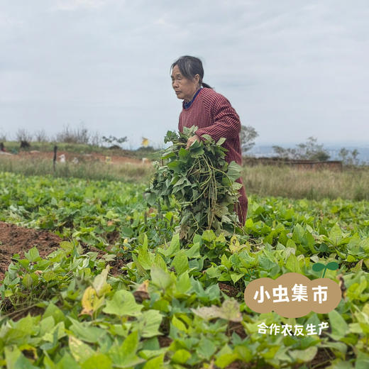 生态鸡蛋黄红薯 5斤 | 合作农友生产，产自成都，生产者：马志勇夫妇 *【公平贸易农人定价】 商品图9