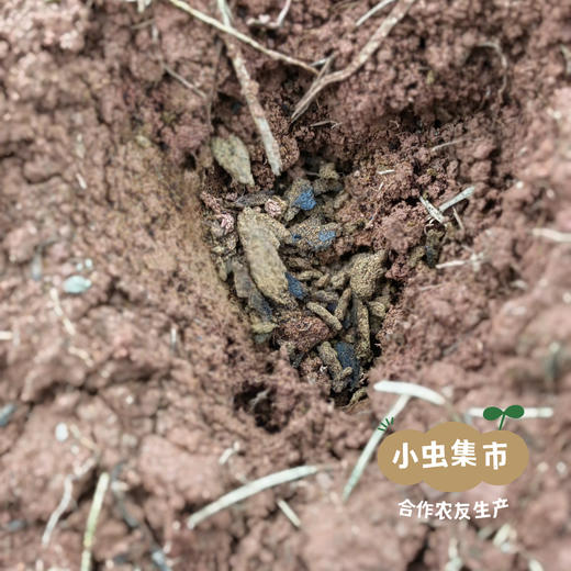 生态鸡蛋黄红薯 5斤 | 合作农友生产，产自成都，生产者：马志勇夫妇 *【公平贸易农人定价】 商品图11