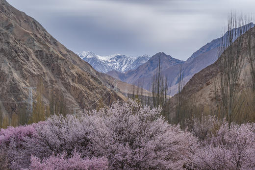 3月28日出发（四驱车）春摄新疆A：南疆帕米尔高原杏花村•卡拉库里湖•盘龙古道•大同乡杏花村•塔吉克民族风光人文10天摄影（精品团） 商品图9