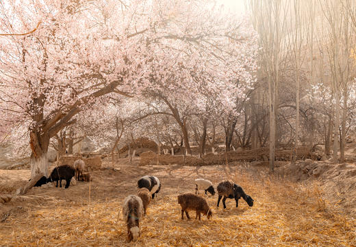 3月28日出发（四驱车）春摄新疆A：南疆帕米尔高原杏花村•卡拉库里湖•盘龙古道•大同乡杏花村•塔吉克民族风光人文10天摄影（精品团） 商品图5