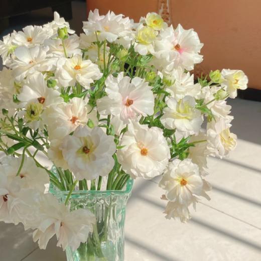 蝴蝶洋牡丹丨香槟丨6-10支 商品图1