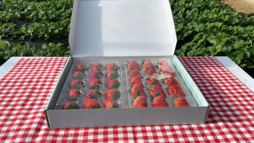 基地直发 | 莓溪红颜生态草莓 商品图5