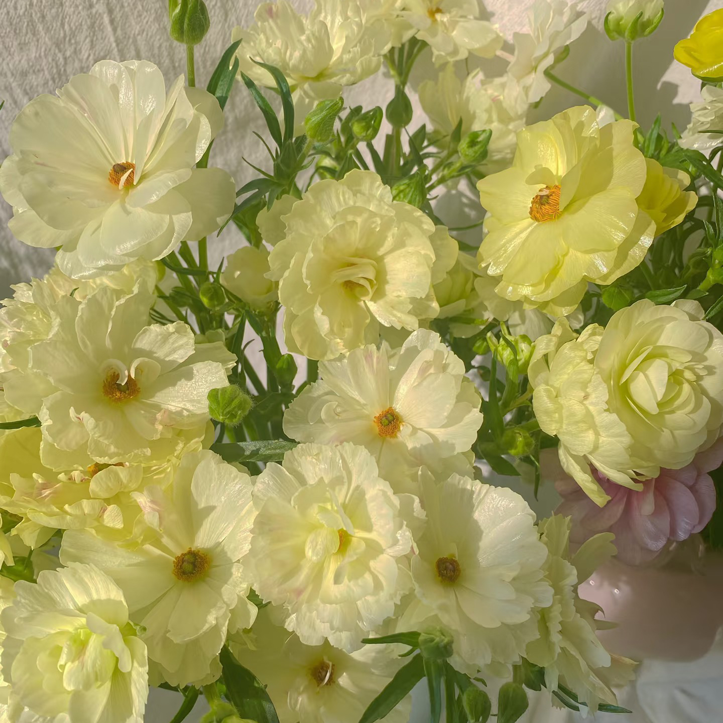 蝴蝶洋牡丹丨奶油黄丨6-10支