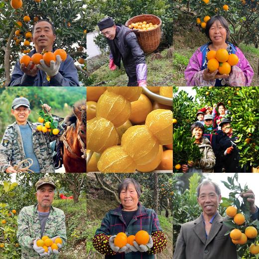 麻阳冰糖橙 |【今年的口感比往年更甜，果农辛勤的付出好像又要付之东流，我们尽力帮一帮吧】 商品图0