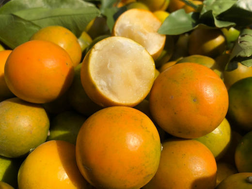 广西南宁 滑皮金桔 新鲜当季水果 基地直发 商品图4