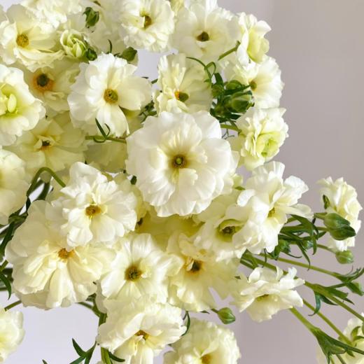 蝴蝶洋牡丹丨奶油黄丨6-10支 商品图2