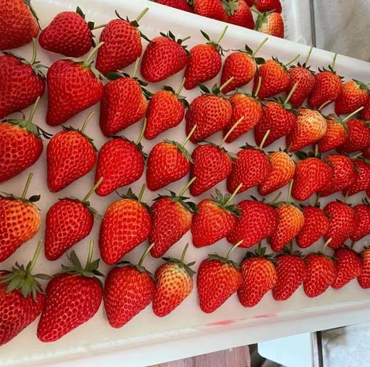 【顺丰包邮】丹东99红颜草莓【特别提示：运输途中可能有挤压，不影响食用，不支持退换货】 商品图3