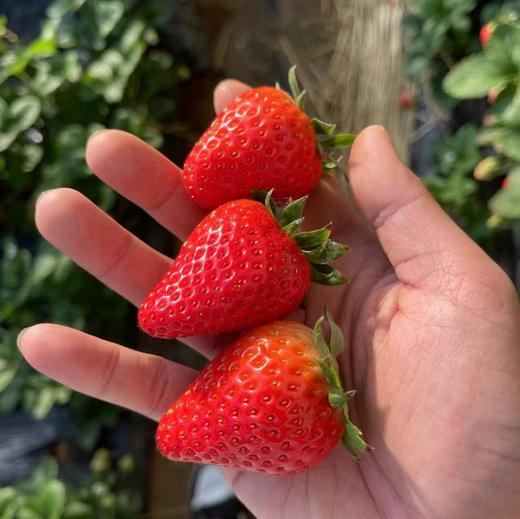 【顺丰包邮】丹东99红颜草莓【特别提示：运输途中可能有挤压，不影响食用，不支持退换货】 商品图0