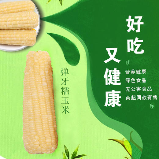 黑龙江 真空白糯玉米（260g/穗）10穗/箱  【木兰优选】 商品图8