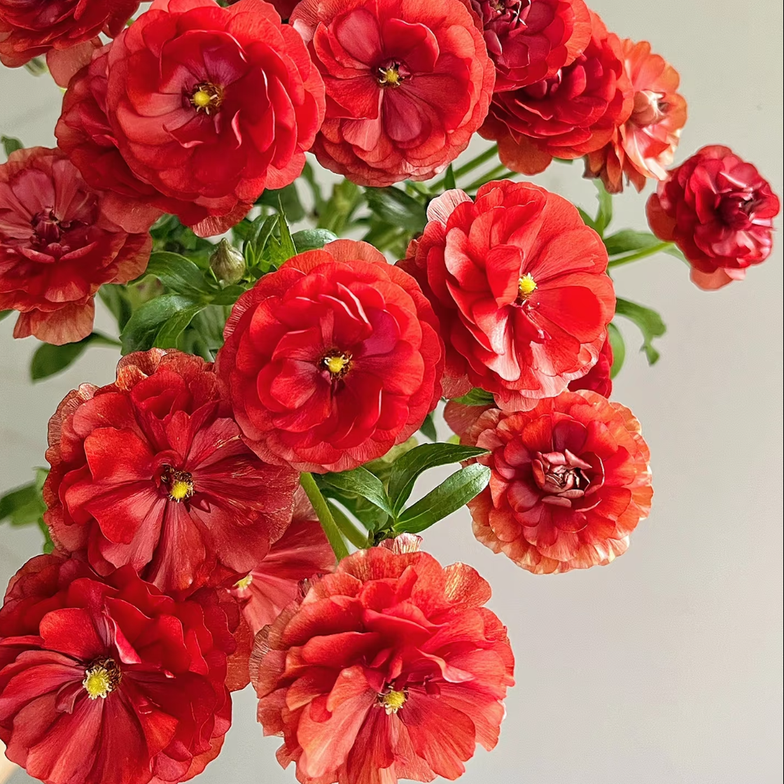 蝴蝶洋牡丹丨红色丨6-10支