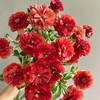 蝴蝶洋牡丹丨红色丨6-10支 商品缩略图2
