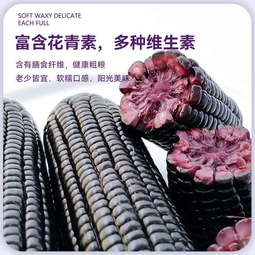 【黑糯】天畔新疆黑糯玉米 甜糯玉米 绿色食品认证 商品图3